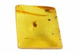 Detailed Fossil Mite (Acari) In Baltic Amber - Jewelry Quality #93906-1